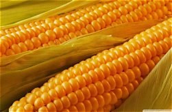 Shamba Smart | Crops